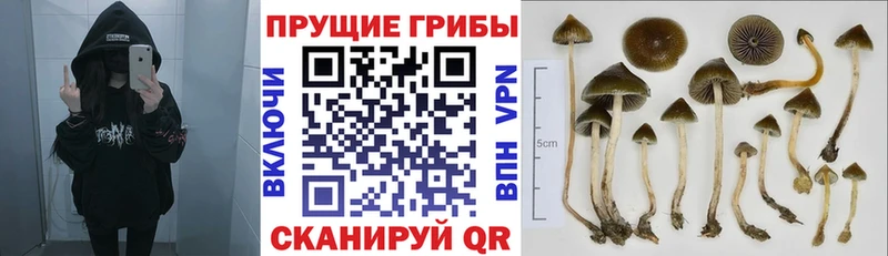Галлюциногенные грибы мицелий  Богучар 